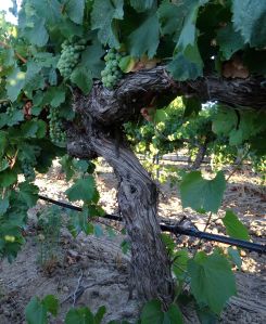 vinedo-soto-y-manrique-vo-579