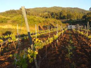 fb_img_1479699129028